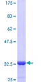 TSC22D3 / GILZ Protein - 12.5% SDS-PAGE of human TSC22D3 stained with Coomassie Blue