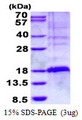 TSC22D3 / GILZ Protein
