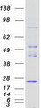 TSC501 / NAT8 Protein - Purified recombinant protein NAT8 was analyzed by SDS-PAGE gel and Coomassie Blue Staining