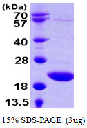 TSEN15 Protein