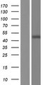 TSEN2 Protein - Western validation with an anti-DDK antibody * L: Control HEK293 lysate R: Over-expression lysate