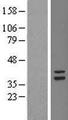TSFM Protein - Western validation with an anti-DDK antibody * L: Control HEK293 lysate R: Over-expression lysate