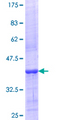TSFM Protein - 12.5% SDS-PAGE Stained with Coomassie Blue.
