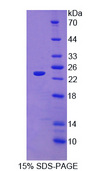 TSG / TWSG1 Protein - Recombinant Twisted Gastrulation Protein Homolog 1 By SDS-PAGE