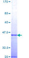 TSG101 Protein - 12.5% SDS-PAGE Stained with Coomassie Blue.
