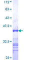 TSGA10 Protein - 12.5% SDS-PAGE Stained with Coomassie Blue.
