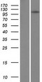 TSHZ1 Protein - Western validation with an anti-DDK antibody * L: Control HEK293 lysate R: Over-expression lysate