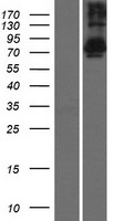 TSNAXIP1 Protein - Western validation with an anti-DDK antibody * L: Control HEK293 lysate R: Over-expression lysate