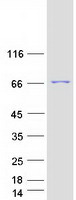 TSNAXIP1 Protein - Purified recombinant protein TSNAXIP1 was analyzed by SDS-PAGE gel and Coomassie Blue Staining