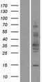 TSPAN11 Protein - Western validation with an anti-DDK antibody * L: Control HEK293 lysate R: Over-expression lysate