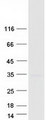 TSPAN12 Protein - Purified recombinant protein TSPAN12 was analyzed by SDS-PAGE gel and Coomassie Blue Staining