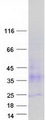 TSPAN3 Protein - Purified recombinant protein TSPAN3 was analyzed by SDS-PAGE gel and Coomassie Blue Staining