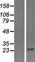 TSPAN4 Protein - Western validation with an anti-DDK antibody * L: Control HEK293 lysate R: Over-expression lysate