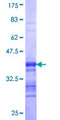 TSPAN7 / CD231 Protein - 12.5% SDS-PAGE Stained with Coomassie Blue.