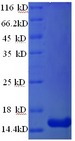 TSPAN7 / CD231 Protein