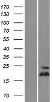 TSPO2 Protein - Western validation with an anti-DDK antibody * L: Control HEK293 lysate R: Over-expression lysate