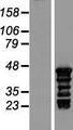 TSPY3 Protein - Western validation with an anti-DDK antibody * L: Control HEK293 lysate R: Over-expression lysate