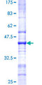 TSSC1 Protein - 12.5% SDS-PAGE Stained with Coomassie Blue.