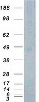 TSSK1B Protein - Purified recombinant protein TSSK1B was analyzed by SDS-PAGE gel and Coomassie Blue Staining