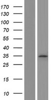 TSSK3 / STK22C Protein - Western validation with an anti-DDK antibody * L: Control HEK293 lysate R: Over-expression lysate
