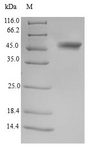 TSSK3 / STK22C Protein - (Tris-Glycine gel) Discontinuous SDS-PAGE (reduced) with 5% enrichment gel and 15% separation gel.