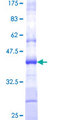 TSTA3 /  GDP-L-Fucose Synthase Protein - 12.5% SDS-PAGE Stained with Coomassie Blue