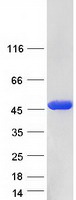TSTA3 /  GDP-L-Fucose Synthase Protein - Purified recombinant protein TSTA3 was analyzed by SDS-PAGE gel and Coomassie Blue Staining