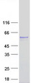 TSTD2 Protein - Purified recombinant protein TSTD2 was analyzed by SDS-PAGE gel and Coomassie Blue Staining