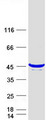 TTC1 Protein - Purified recombinant protein TTC1 was analyzed by SDS-PAGE gel and Coomassie Blue Staining