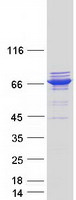 TTC12 Protein - Purified recombinant protein TTC12 was analyzed by SDS-PAGE gel and Coomassie Blue Staining