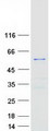 TTC19 Protein - Purified recombinant protein TTC19 was analyzed by SDS-PAGE gel and Coomassie Blue Staining