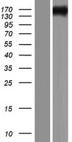 TTC21A Protein - Western validation with an anti-DDK antibody * L: Control HEK293 lysate R: Over-expression lysate