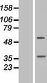 TTC23 Protein - Western validation with an anti-DDK antibody * L: Control HEK293 lysate R: Over-expression lysate