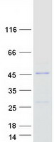 TTC23L / FLJ25439 Protein - Purified recombinant protein TTC23L was analyzed by SDS-PAGE gel and Coomassie Blue Staining