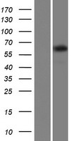 TTC24 Protein - Western validation with an anti-DDK antibody * L: Control HEK293 lysate R: Over-expression lysate