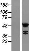 TTC25 Protein - Western validation with an anti-DDK antibody * L: Control HEK293 lysate R: Over-expression lysate