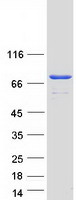 TTC25 Protein - Purified recombinant protein TTC25 was analyzed by SDS-PAGE gel and Coomassie Blue Staining