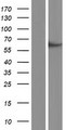 TTC26 Protein - Western validation with an anti-DDK antibody * L: Control HEK293 lysate R: Over-expression lysate