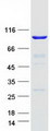 TTC27 Protein - Purified recombinant protein TTC27 was analyzed by SDS-PAGE gel and Coomassie Blue Staining