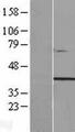TTC29 Protein - Western validation with an anti-DDK antibody * L: Control HEK293 lysate R: Over-expression lysate