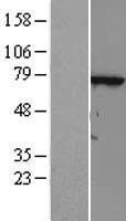 TTC30A Protein - Western validation with an anti-DDK antibody * L: Control HEK293 lysate R: Over-expression lysate