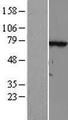 TTC30A Protein - Western validation with an anti-DDK antibody * L: Control HEK293 lysate R: Over-expression lysate
