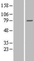 TTC30B Protein - Western validation with an anti-DDK antibody * L: Control HEK293 lysate R: Over-expression lysate