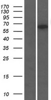 TTC31 Protein - Western validation with an anti-DDK antibody * L: Control HEK293 lysate R: Over-expression lysate