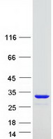 TTC36 Protein - Purified recombinant protein TTC36 was analyzed by SDS-PAGE gel and Coomassie Blue Staining