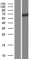 TTC39A Protein - Western validation with an anti-DDK antibody * L: Control HEK293 lysate R: Over-expression lysate