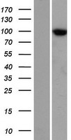 TTC7A Protein - Western validation with an anti-DDK antibody * L: Control HEK293 lysate R: Over-expression lysate