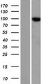 TTC7A Protein - Western validation with an anti-DDK antibody * L: Control HEK293 lysate R: Over-expression lysate