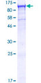 TTC7B Protein - 12.5% SDS-PAGE of human TTC7B stained with Coomassie Blue