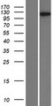 TTF1 / Txn Termination Factor Protein - Western validation with an anti-DDK antibody * L: Control HEK293 lysate R: Over-expression lysate